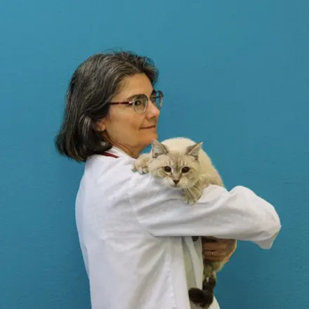 Dr. Jeanne Pittari's staff photo from Memorial Cat Hospital working in her office.
